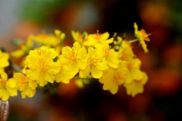 PG Q.Bình Tân, H.Hóc Môn bài trừ mê tín đầu năm